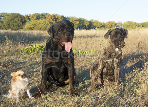 Tres perros rottweiler amigos grupo Foto stock © cynoclub