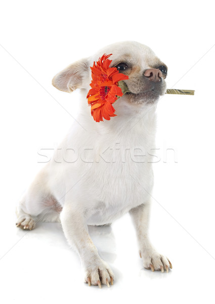  chihuahua and flower Stock photo © cynoclub