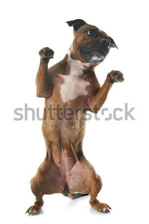 Spielen Stier terrier weiß Hund glücklich Stock foto © cynoclub