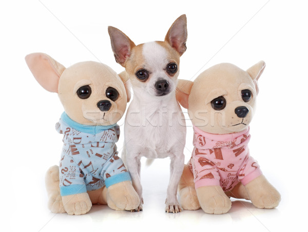 young chihuahua and toy Stock photo © cynoclub