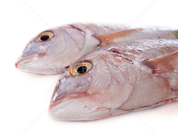 Red Snapper Stock photo © cynoclub