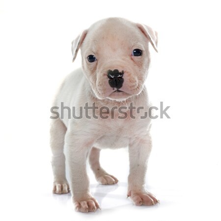 Cucciolo american bulldog bianco cane animale studio Foto d'archivio © cynoclub