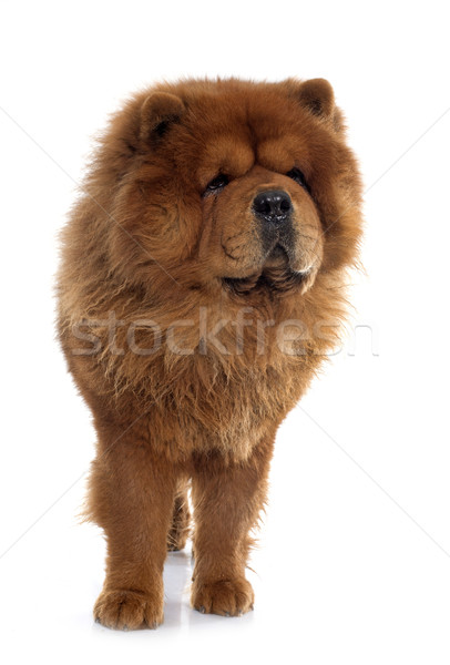 chow chow dog Stock photo © cynoclub