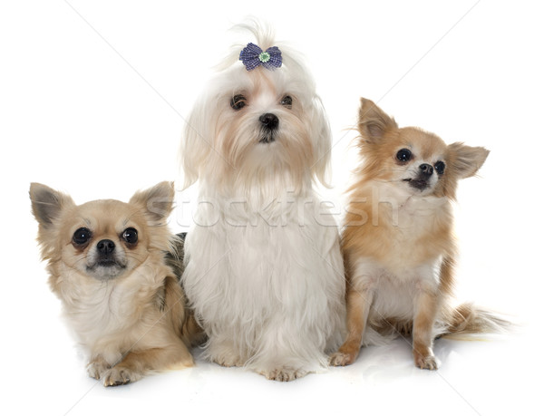 chihuahuas and maltese dog Stock photo © cynoclub