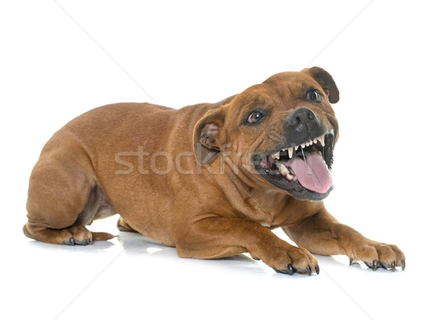 Aggressive Stier terrier weiß Zähne Tier Stock foto © cynoclub