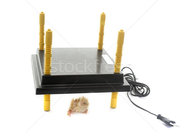 chick heating system Stock photo © cynoclub