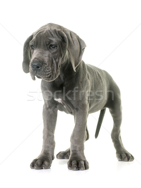 Cachorro animales estudio fondo blanco gris Foto stock © cynoclub