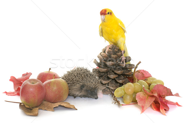 hedgehog in autum Stock photo © cynoclub