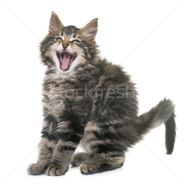 Maine Kätzchen weiß glücklich Katze Mund Stock foto © cynoclub