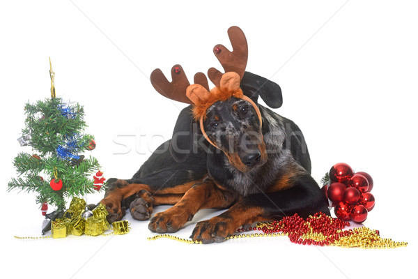 young beauceron and christmas Stock photo © cynoclub