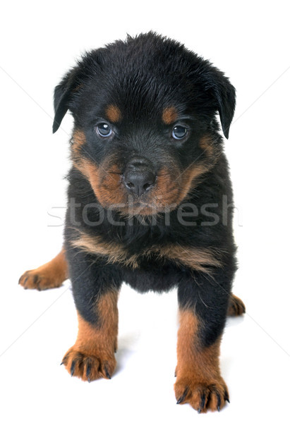 Chiot rottweiler studio blanche chien noir [[stock_photo]] © cynoclub