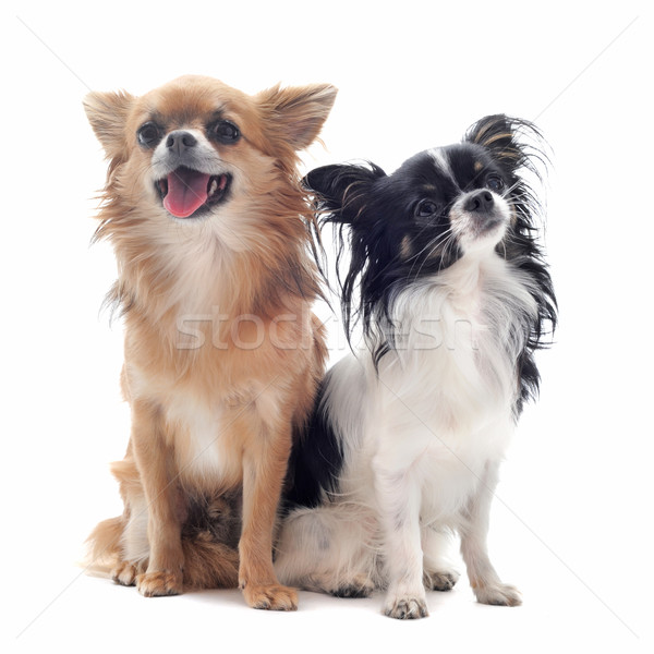 Twee portret cute honden zwarte Stockfoto © cynoclub