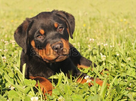 Köpek yavrusu rottweiler portre oturma çim Stok fotoğraf © cynoclub