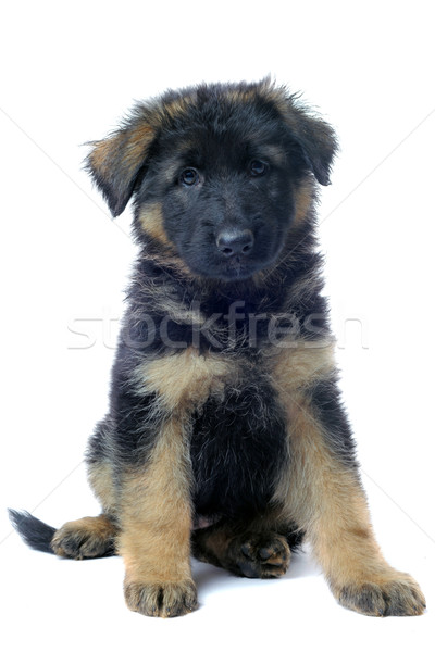 puppy german shepherd Stock photo © cynoclub