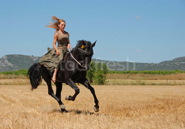 Calarie fată negru armasar câmp Imagine de stoc © cynoclub