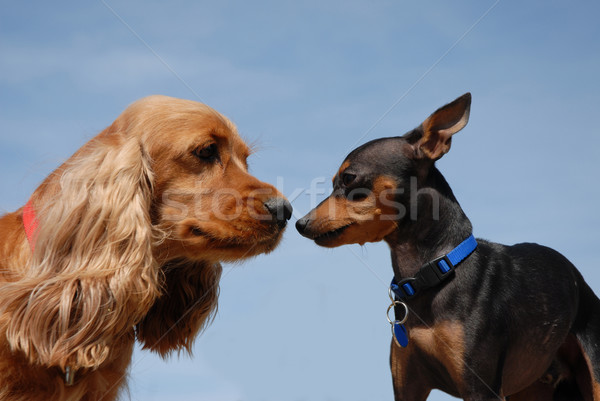 two little dogs Stock photo © cynoclub