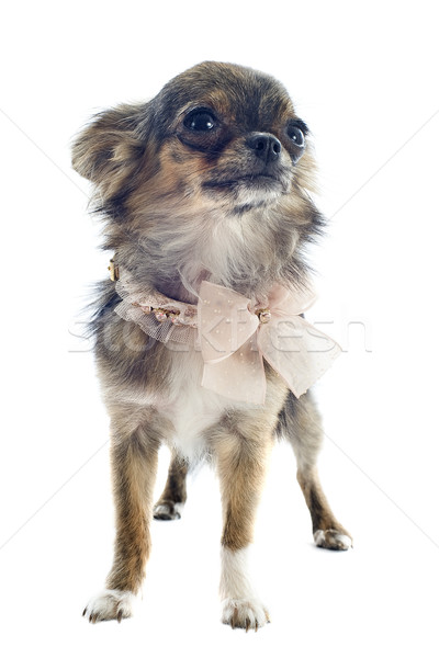 brindle chihuahua Stock photo © cynoclub