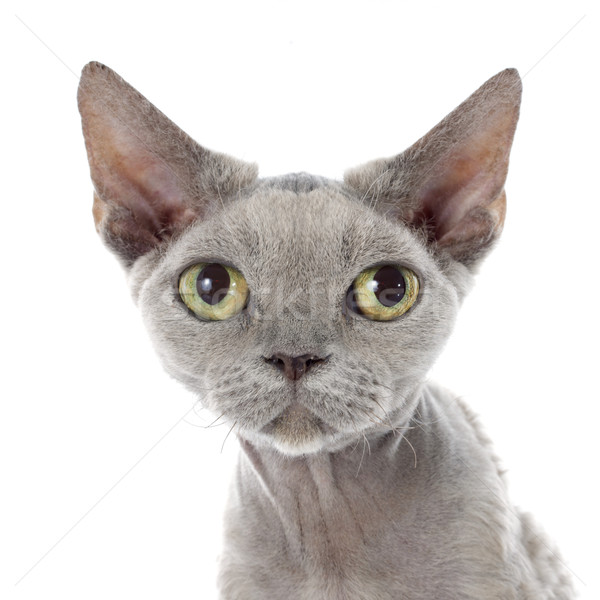 devon rex Stock photo © cynoclub
