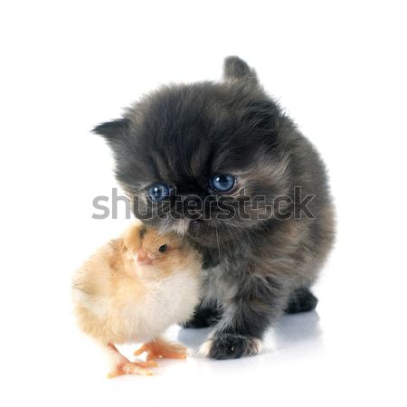 persian kitten and chick Stock photo © cynoclub