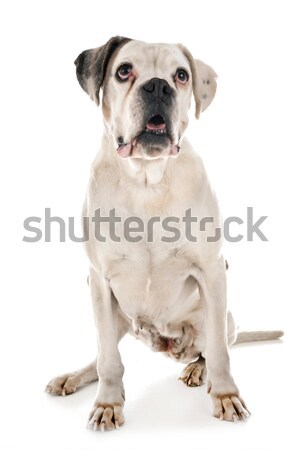 Femminile american bulldog bianco cane seno giovani Foto d'archivio © cynoclub