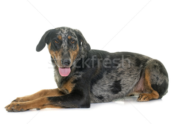 female harlequin beauceron Stock photo © cynoclub