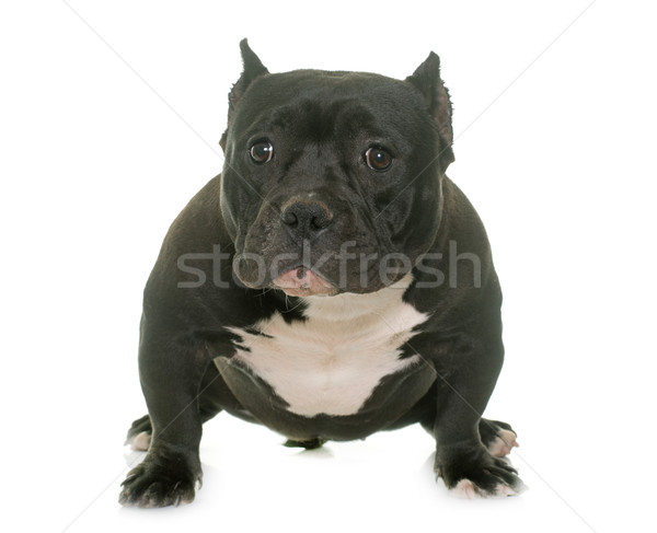 puppy american bully Stock photo © cynoclub