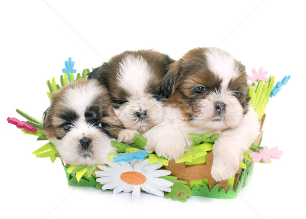 puppies shih tzu Stock photo © cynoclub