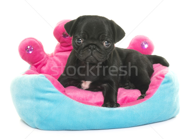 puppy black pug Stock photo © cynoclub