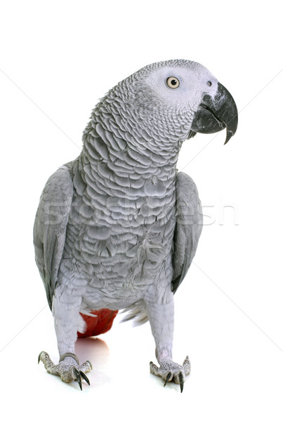 Afrika gri papağan beyaz Stok fotoğraf © cynoclub