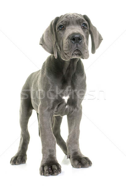 Cachorro animales estudio fondo blanco gris Foto stock © cynoclub