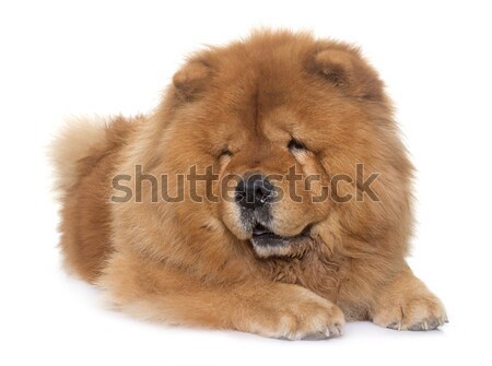 chow chow dog Stock photo © cynoclub