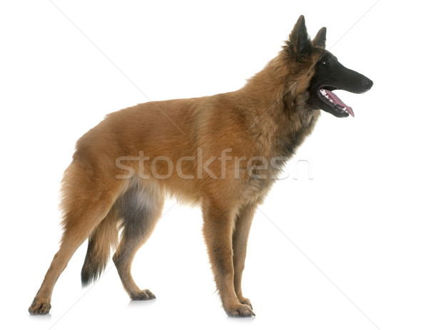 belgian shepherd tervuren Stock photo © cynoclub