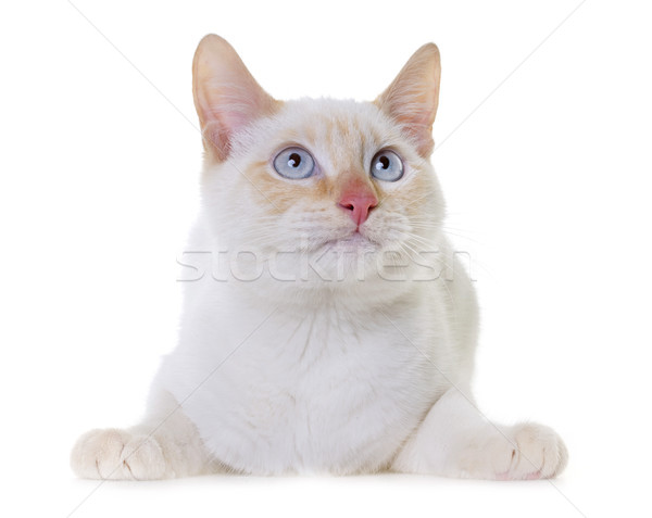 Blanche chaton studio yeux chat [[stock_photo]] © cynoclub