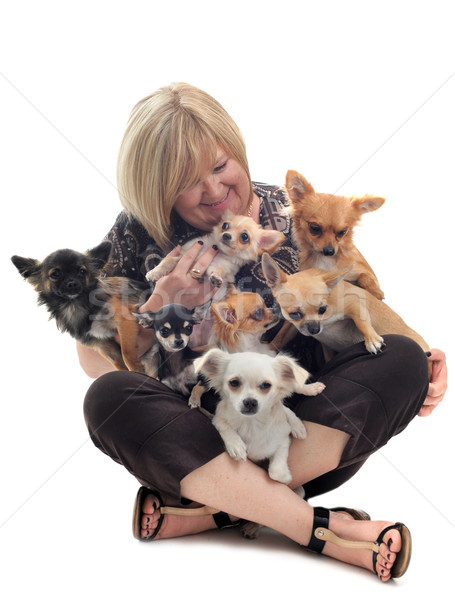 girl and chihuahuas Stock photo © cynoclub