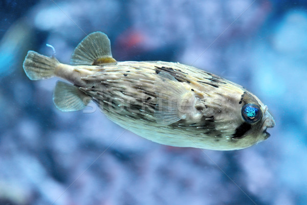 Slender-spined porcupine fish Stock photo © cynoclub