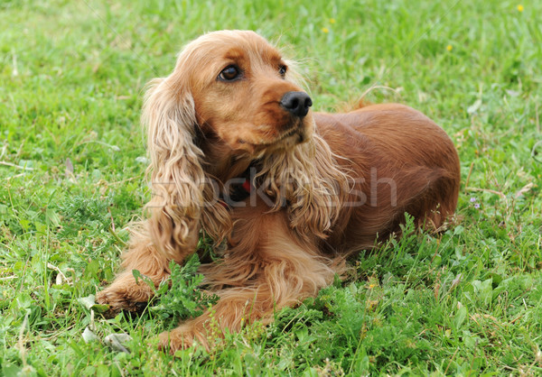 cocker spaniel Stock photo © cynoclub