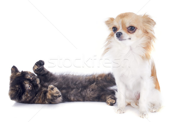 Exotic Shorthair kitten and chihuahua Stock photo © cynoclub