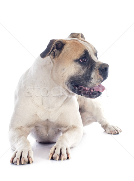 Amerikai bulldog fehér állat bulldog fehér háttér amerikai Stock fotó © cynoclub