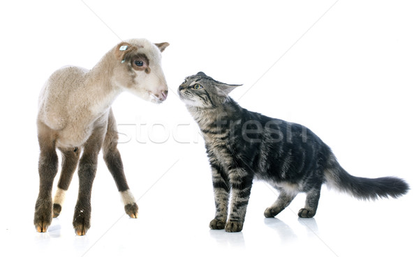 Foto stock: Jovem · cordeiro · gatinho · branco · gato · fazenda