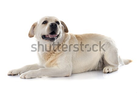 labrador retriever Stock photo © cynoclub