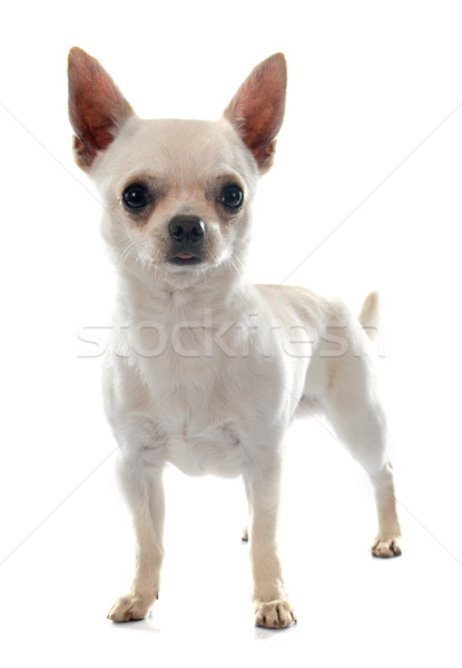 Foto stock: Jóvenes · perro · blanco · estudio · cachorro · masculina