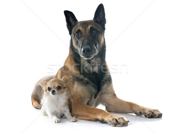 belgian shepherd dog and chihuahua Stock photo © cynoclub
