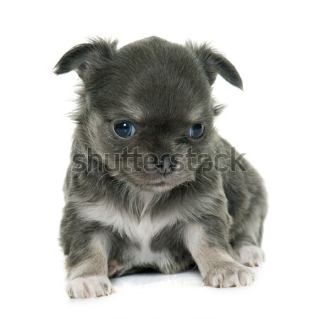 puppy longhair chihuahua Stock photo © cynoclub