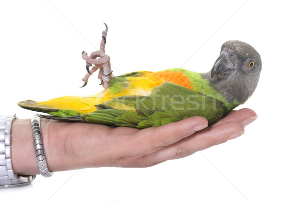 Senegal parrot in studio Stock photo © cynoclub