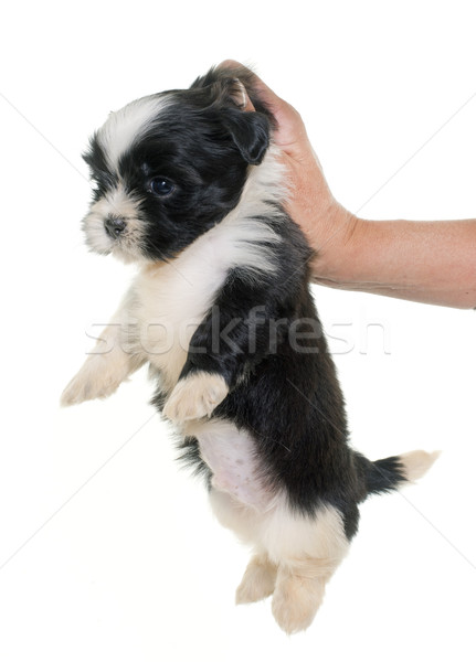 puppy shih tzu Stock photo © cynoclub