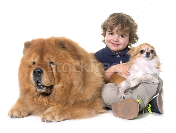 chow chow, chihuahua and little boy Stock photo © cynoclub