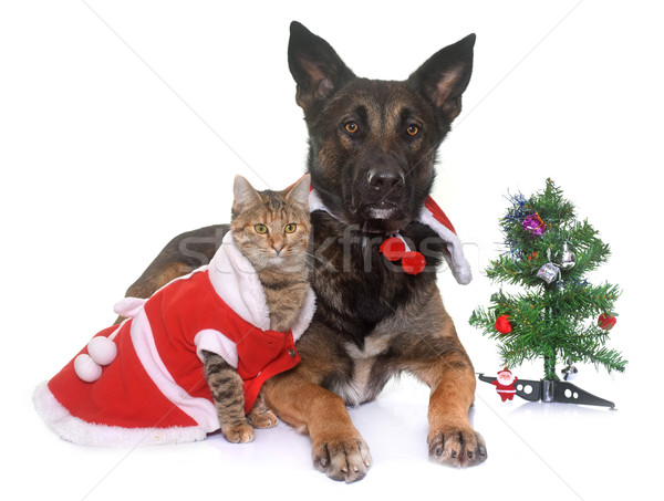  christmas malinois and cat Stock photo © cynoclub