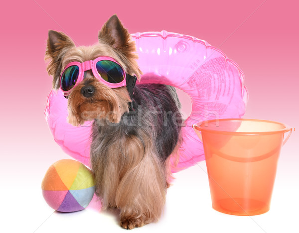 Foto stock: Yorkshire · terrier · férias · branco · cão · mar