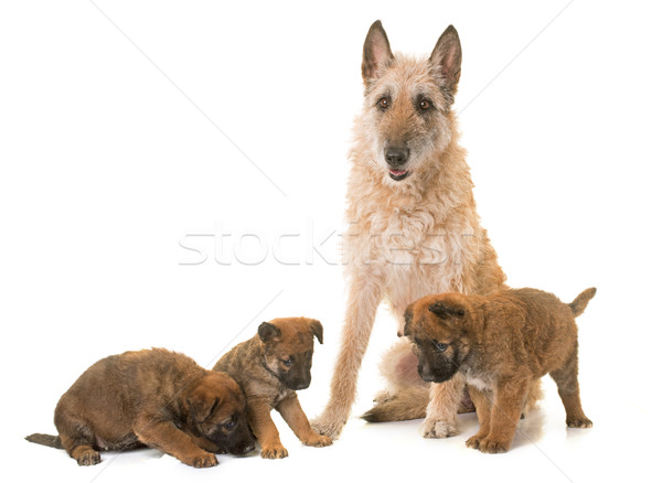 puppy and adult belgian shepherd dog laekenois Stock photo © cynoclub