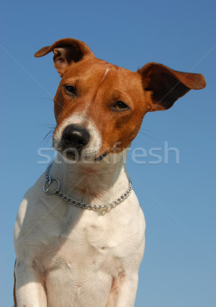 Stock photo: jack russel terrier